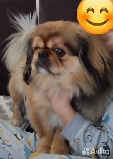 Домашние животные собаки