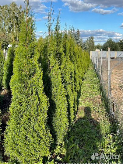 Туя Смарагд extra