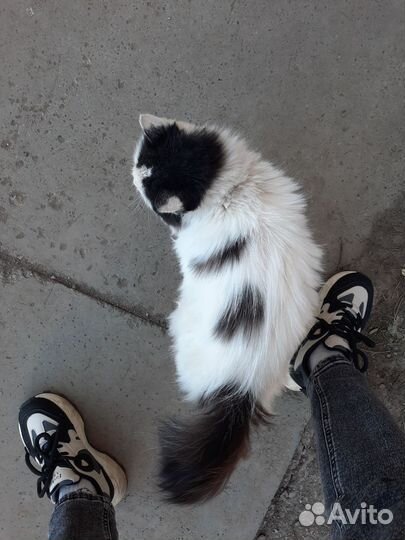 Кошечка