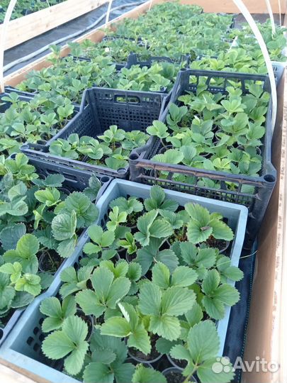 Саженцы клубники Фестивальная