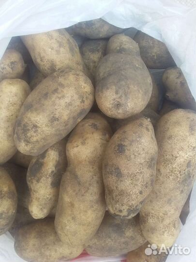 Продам картофель