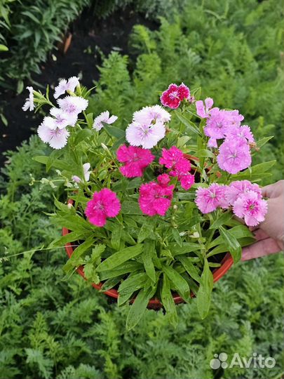 Гвоздика многолетняя