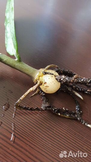 Замиокулькас