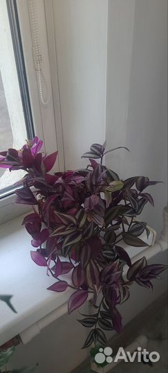 Комнатные растения цветы