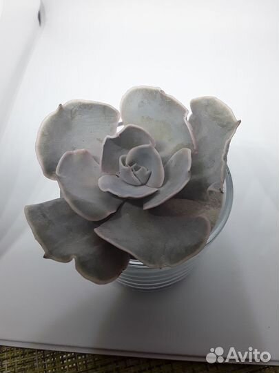 Суккулент эхеверия