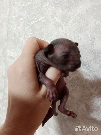 Канадский сфинкс котенок