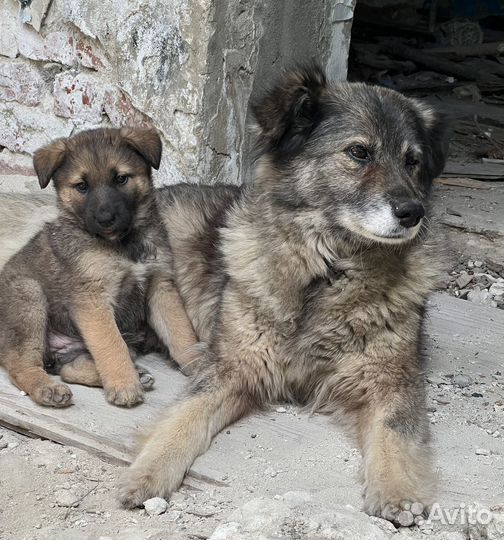 Собака в добрые руки