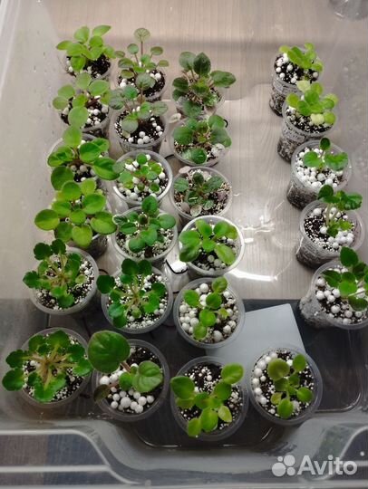 Миниатюрные фиалки