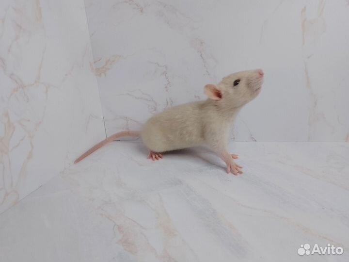 Дамбо крыса декоративная