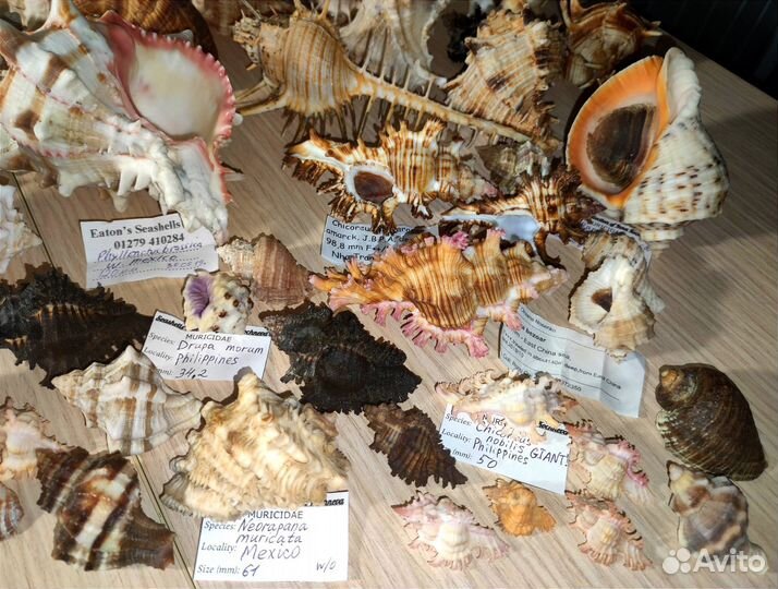 Морские раковины ракушки Мурекс Murex Muricidae