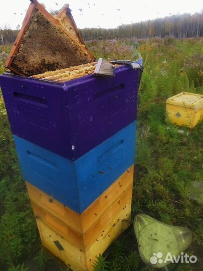 Пчелопакеты карпатка, карника, бакфаст