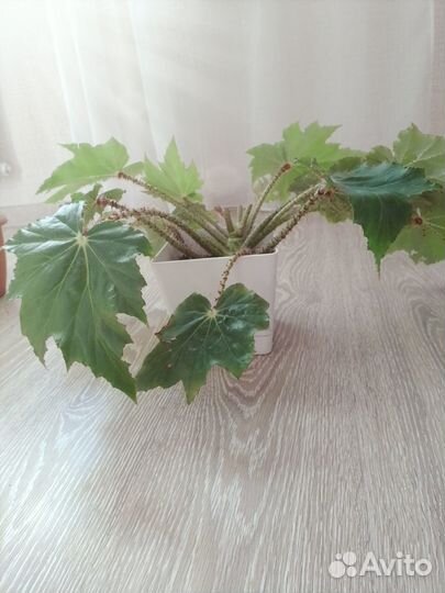 Драцена, замиокулькас, кливия, бегония