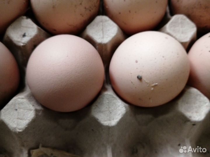 Инкубационное яйцо кур породы Брама
