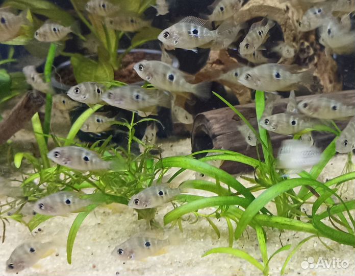 Цихлазома Элиота