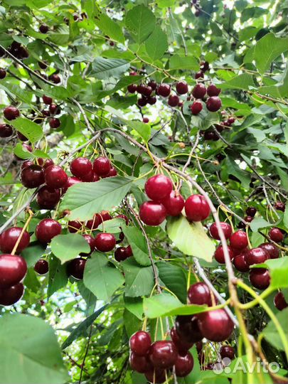 Вишня свежая