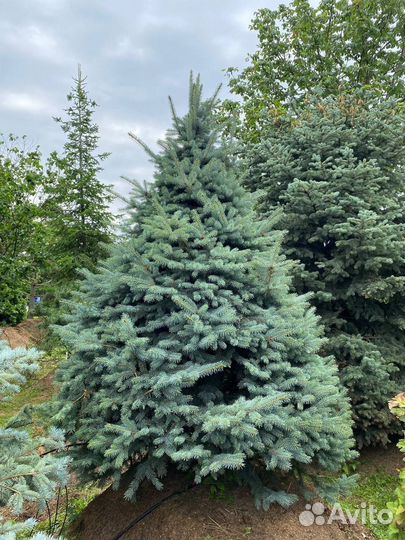 Ель голубая