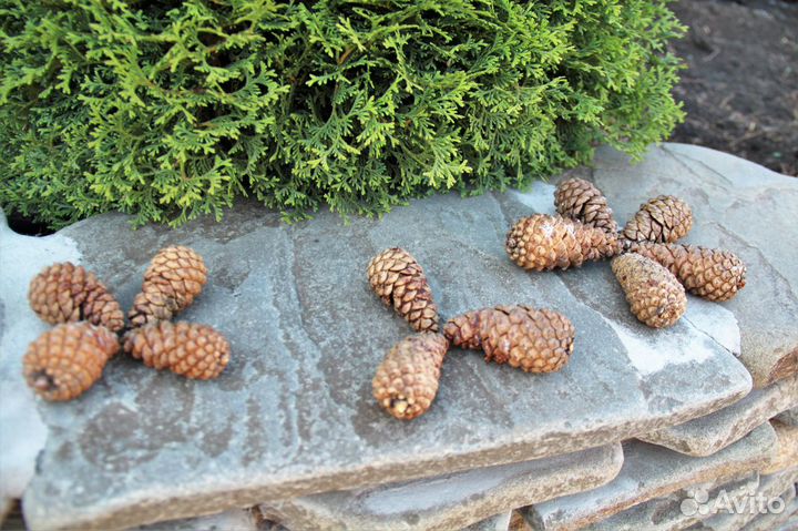 Шишки разных размеров