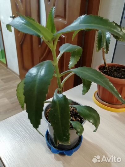 Каланхоэ лечебное