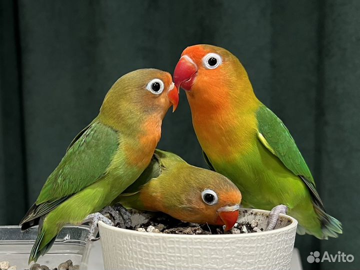 Неразлучники птенцы