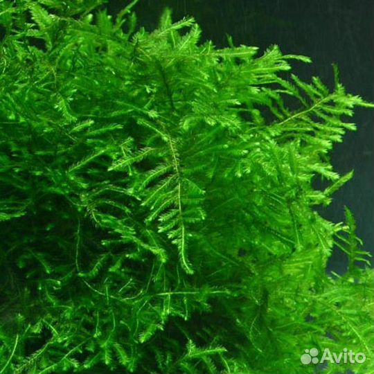 Мох Павлиний, Таксифиллум «Пиакок» (Taxiphyllum s