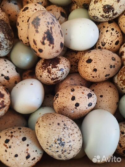 Яйца перепелиные домашние