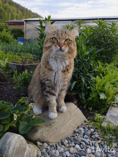 Британский котёнок