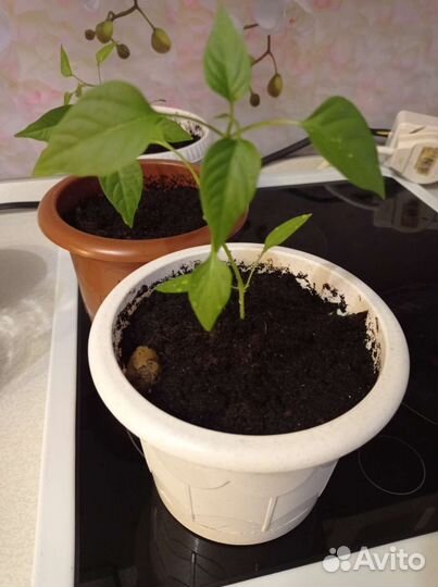 Рассада горького перца комнатный