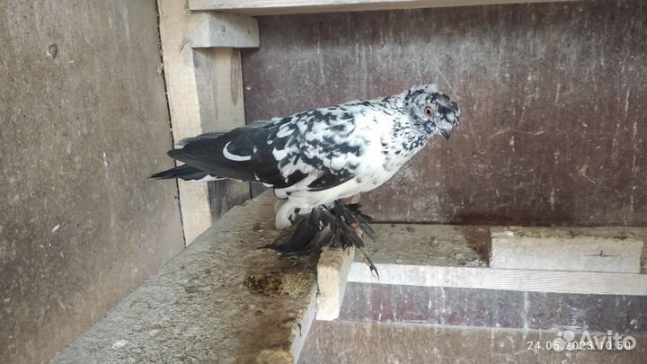 Голуби узбекские