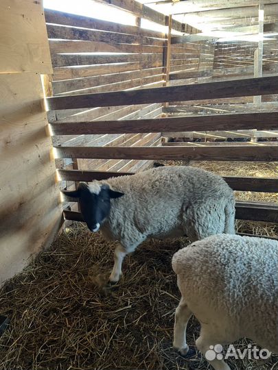 Баранчик дорпер