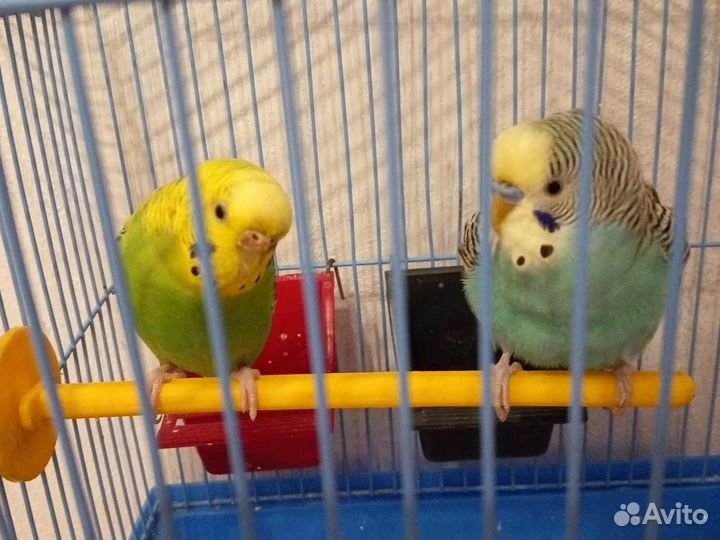 Волнистые попугаи