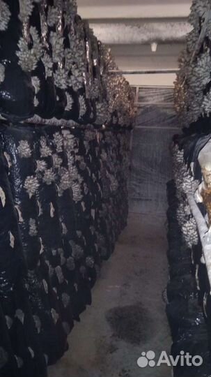 Грибы вешенка