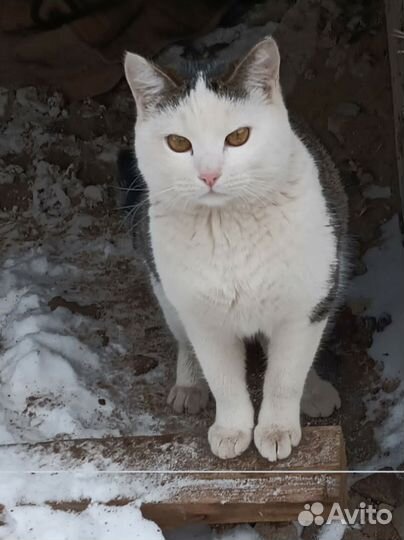 Кошки в добрые руки