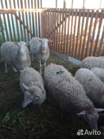 Овечки козы