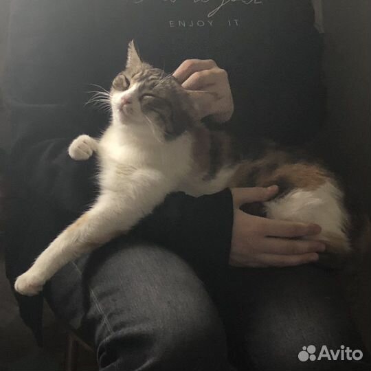 В добрые руки кошечка