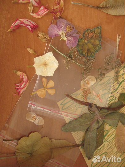 Засушенные цветы для творчества, эпоксидной смолы