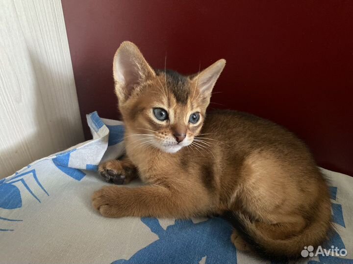 Абиссинская кошка