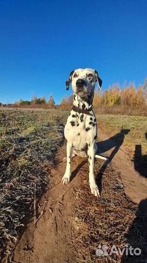 Долматин вязка