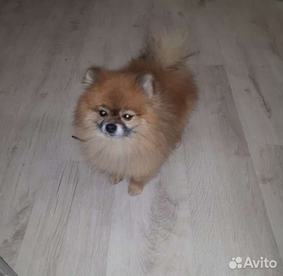 Шпиц для вязки