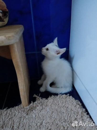 Котята от турецкой ангоры