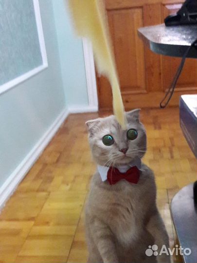 Отдам кота в добрые руки