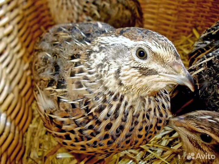 Перепела - Фараон - Белый Американский бройлер