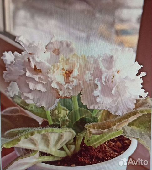 Сортовая фиалка