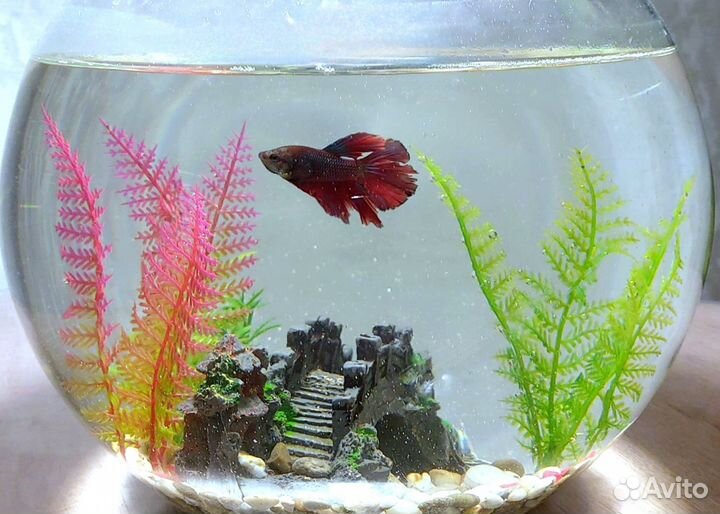 Аквариум с рыбкой петушок