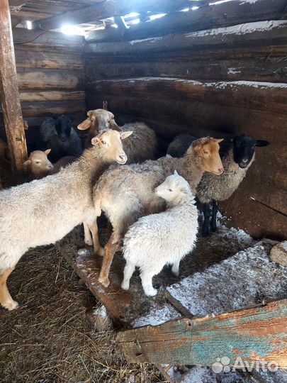 Овцы бараны ягнята