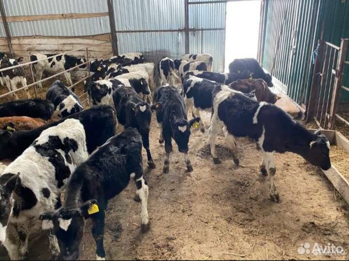 Телята бычки