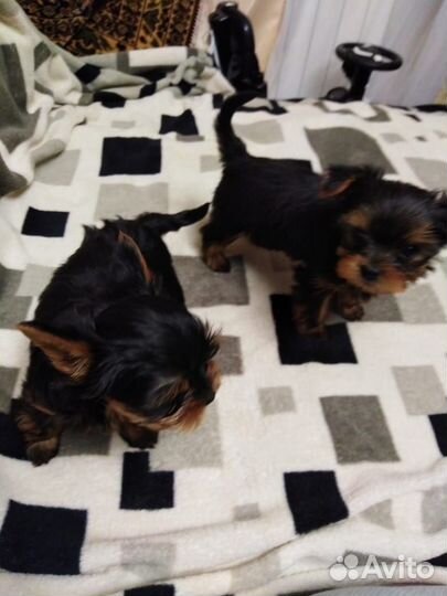 Йоркширский терьер щенки