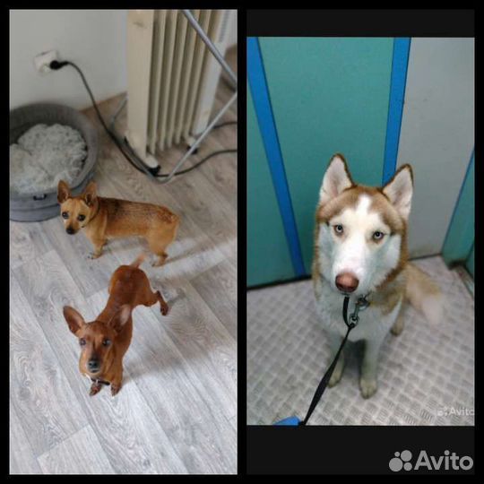 Выгул/передержка/няня собак