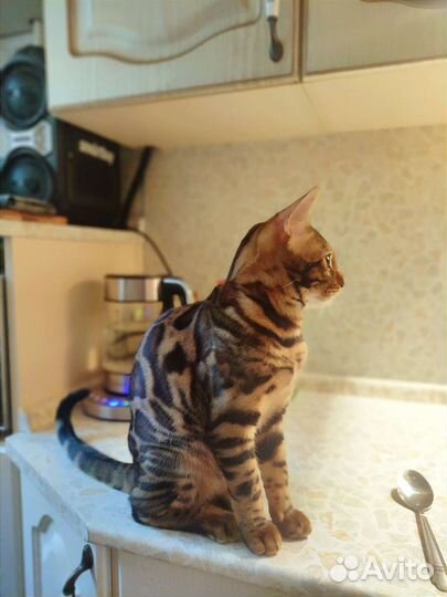 Бенгальский котенок мальчик