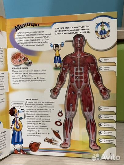 Тело человека