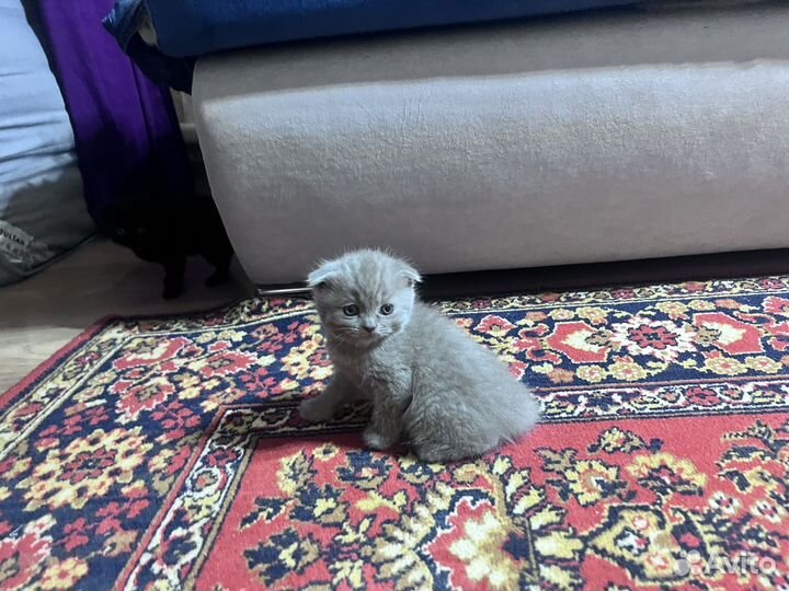 Шотландский вислоухий кот
